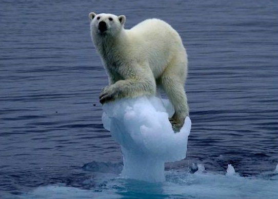 지구 온난화의 비극. 북극해 빙하가 녹아 북극곰이 생존 위기에 처하고 있다. [사진 멕신 버켓 미국 하와이주립대 법과대학 교수·기초과학연구원]