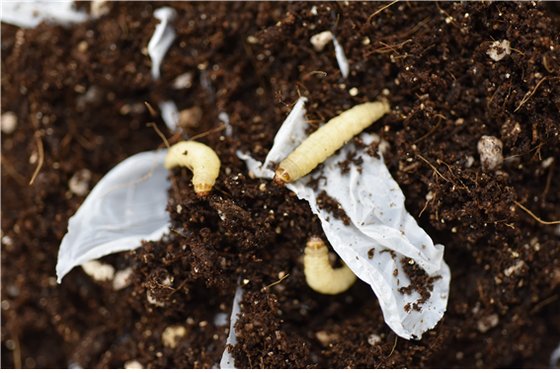 토양에서 플라스틱을 먹고 있는 꿀벌부채명나방. [사진 생명공학연구원]