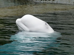 북극에 사는 흰돌고래가 기후 재앙에 살아남기 위해 먹잇감을 바꾸고 있다.(사진 픽사베이)
