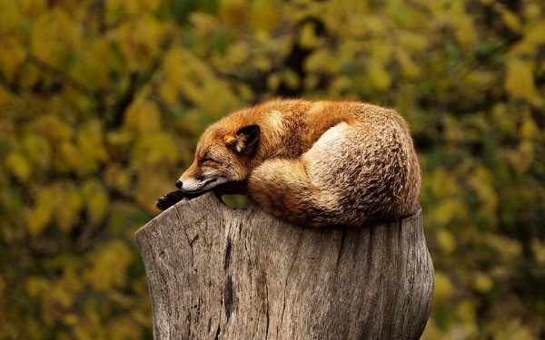 동물들이 잠을 자는 데에는 특이한 이유가 있다.