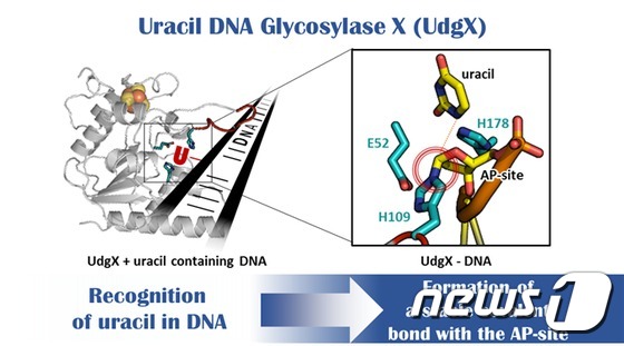 UdgX의 DNA 내 우라실 인식과 공유결합 형성(한국생명공학연구원 제공)