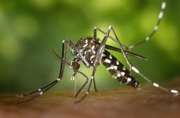 모기로부터 발생하는 말라리아에 대한 흥미로운 치료법이 개발되고 있다. (사진 픽사베이)