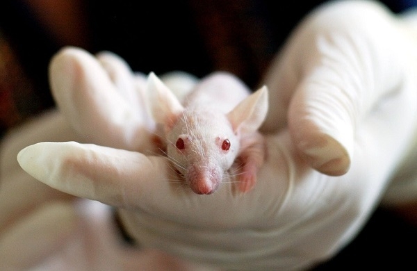 쥐 몸에서 인간의 장기를 배양하는 프로젝트가 출발했다. (사진=픽사베이)