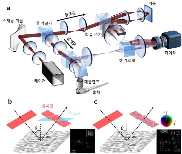 초고속 시분해 홀로그램 현미경의 작동원리(a). 스캐닝 거울을 이용한 결과 제한된 영역에서만 관찰 가능하던 기존 기술(b)과 달리 더 넓은 면적(c)을 관찰할 수 있다. (그래픽=기초과학연구원 제공)
