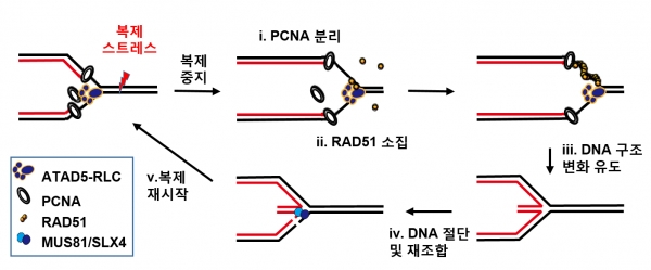 DNA 복세 스트레스 상황에서 ATAD5 단백질의 복제 재시작 조절 기작을 나타낸 모식도. (그래픽=기초과학연구원)