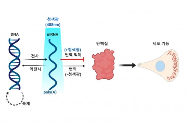 mRNA-LARIAT 광유전학 기술로 전령RNA(mRNA)의 이동과 단백질 합성을 조절하는 모식도.