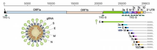 ▲ 사스코로나바이러스-2(SARS-CoV-2)의 유전체RNA 및 하위유전체RNA 구성, 바이러스 입자 구조의 모식도. (이미지=기초과학연구원)
