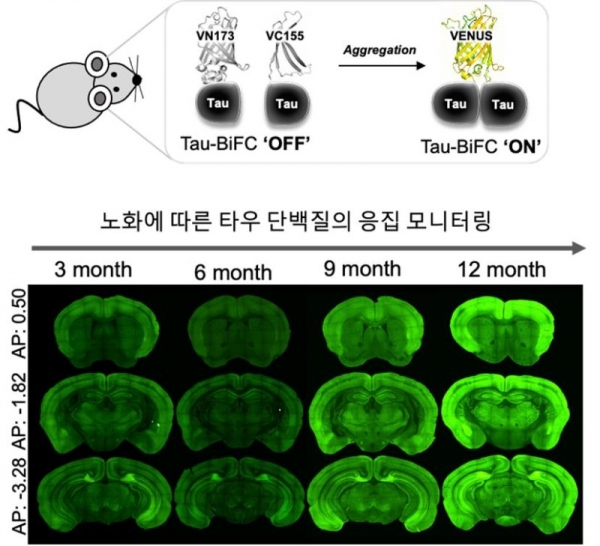 타우-BiFC 생쥐모델의 뇌에서 노화에 따른 타우 응집 정도 모니터링. (이미지=한국과학기술연구원)