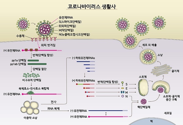 ▲ 사스코로나바이러스-2(SARS-CoV-2)의 생활사