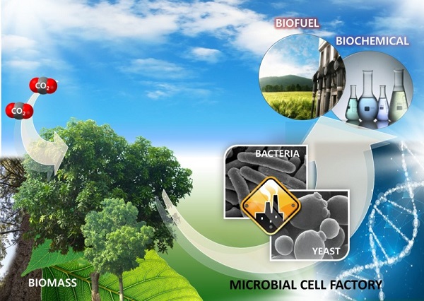 목질계 바이오매스를 원료로 미생물을 이용하여 바이오연료를 생산하는 개념도.