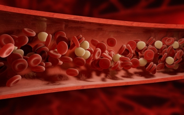 혈액세포는 체내 면역을 담당하는 백혈구와 산소를 공급하는 적혈구, 혈소판으로 이루어져 있다. (그림 출처 : GIB)​