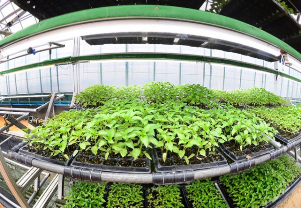 회전형 식물재배 특허기술을 활용한 농업. (사진=충북농기원)
