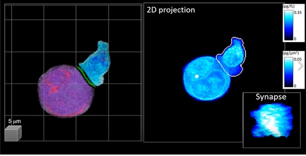 면역항암 세포 3차원 분석기술이 적용된 3D 영상.