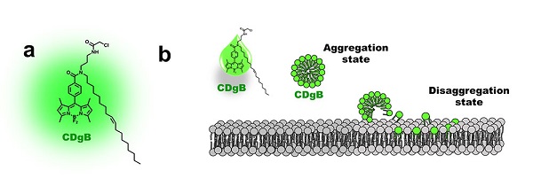 CDgB는 탄소 분자가 길게 연결된 ‘탄소 꼬리’를 가지고 있다(a). 소수성인 CDgB는 수성 매체에서 100nm 이하 크기의 나노응집체를 형성하는데, 이 응집체가 세포막에 융합되어 B세포와 결합하면 형광이 켜진다.