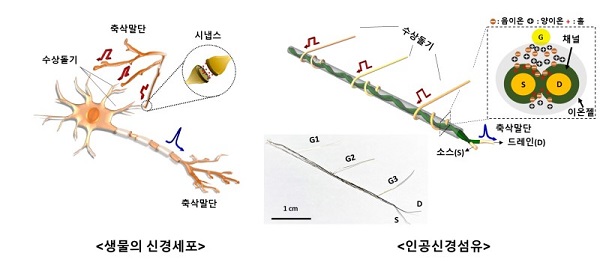 왼쪽은 생물의 신경세포 구조, 오른쪽은 본 연구진이 개발한 꼬아진 전극을 기반으로 하는 인공신경섬유소자의 구조를 비교 설명한 그림. 인공신경섬유소자 그림의 아래는 실제 소자의 사진. (이미지=한국과학기술연구원)​