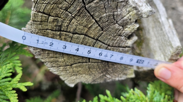 설악산 고산지대 산림생태계의 역사를 간직한 터주목 '눈측백' 나무. (산림청 제공)