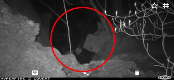 무인센서카메라에 포착된 첫 4세대 지리산 반달가슴곰. (환경부)