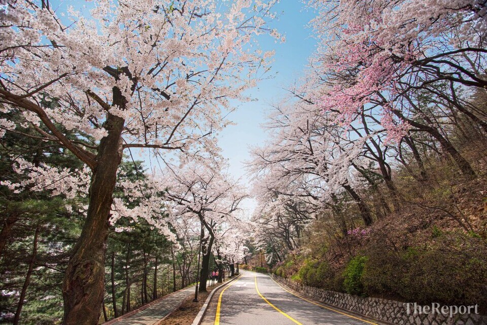 화려하게 만개한 벚꽃을 감상할 수 있는 워커힐의 산책로 주변 모습 (워커힐 호텔앤리조트 제공)